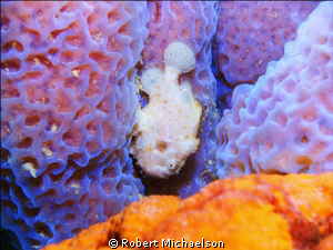 White Frogfish on a sponge at Capt Don's Habitat, Bonaire... by Robert Michaelson 